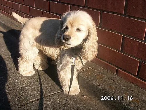 Cocker Spaniel #105, a Cocker Spaniel in the PetMatch pool