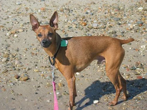 Miniature Pinscher #15, a Miniature Pinscher in the PetMatch pool