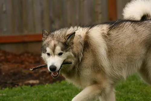 Malamute #49, a Alaskan Malamute in the PetMatch pool