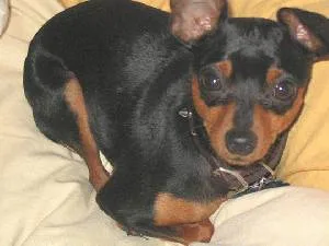 miniature pinscher #187, a Miniature Pinscher in the PetMatch pool