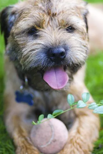 Border Terrier #83, a Border Terrier in the PetMatch pool