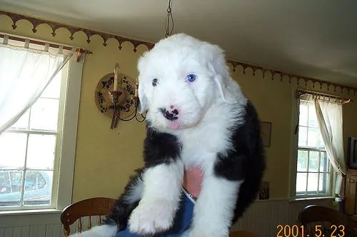 Old English Sheepdog #103, a Old English Sheepdog in the PetMatch pool