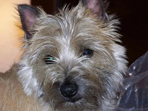 Cairn #7, a Cairn Terrier in the PetMatch pool