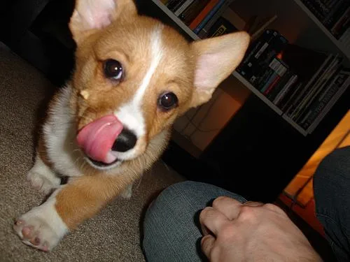 Pembroke #38, a Pembroke Welsh Corgi in the PetMatch pool