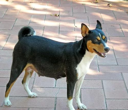 Basenji #91, a Basenji in the PetMatch pool