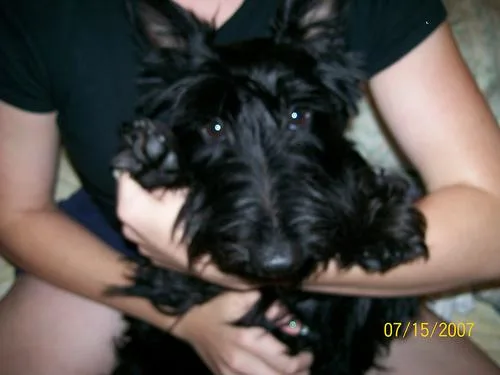 Scotch Terrier #90, a Scottish Terrier in the PetMatch pool