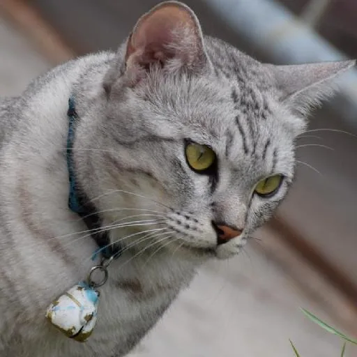 Mixed #10814, a Egyptian Mau in the PetMatch pool