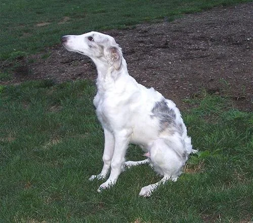 Borzoi #97, a Borzoi in the PetMatch pool