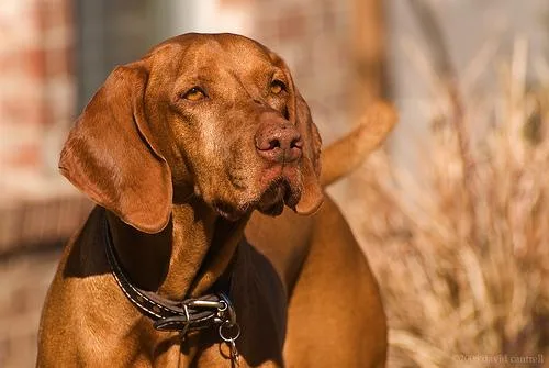Vizsla #12, a Vizsla in the PetMatch pool
