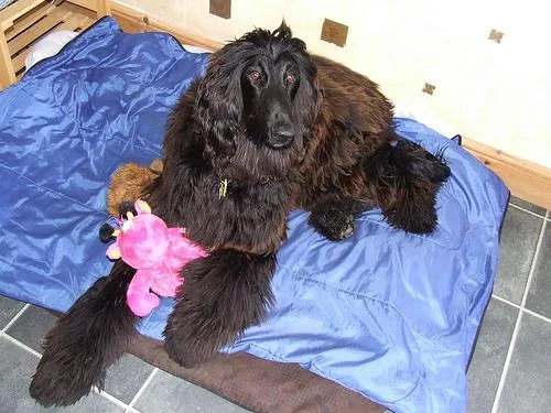 Afghan Hound #28, a Afghan Hound in the PetMatch pool