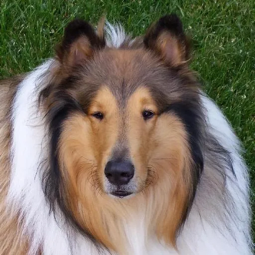 Mixed #4412, a Collie in the PetMatch pool