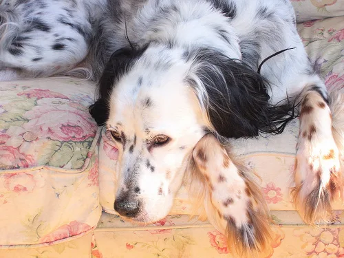 english setter #46, a English Setter in the PetMatch pool