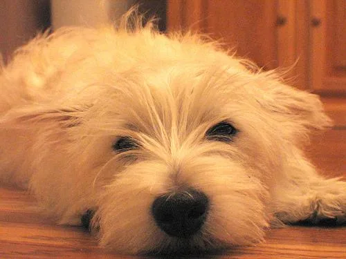 West Highland White Terrier #40, a West Highland White Terrier in the PetMatch pool