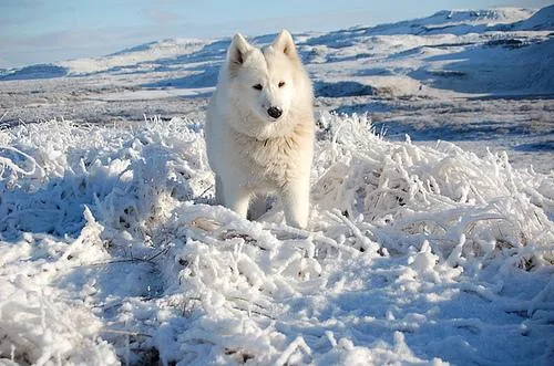 Samoyed #28, a Samoyed in the PetMatch pool