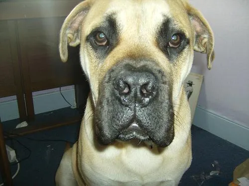 Bull Mastiff #107, a Mastiff in the PetMatch pool