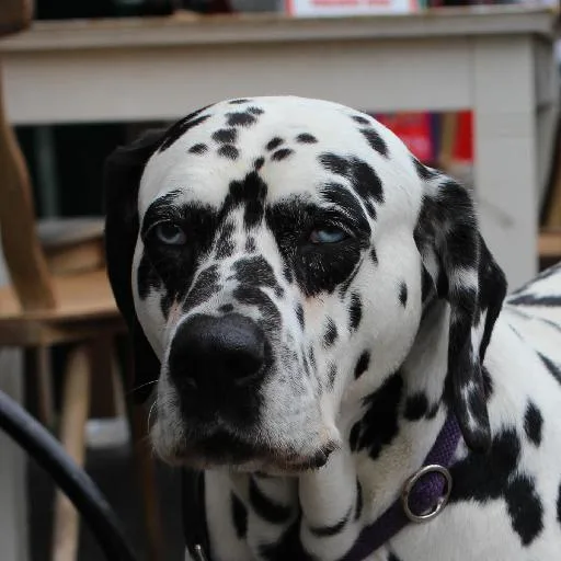 Mixed #5466, a Dalmatian in the PetMatch pool