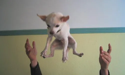 Chihuahua #3, a Chihuahua in the PetMatch pool