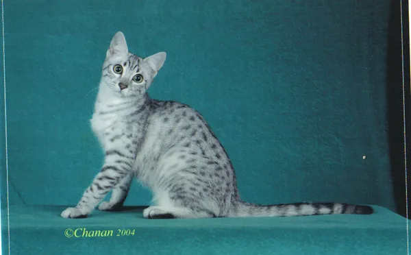 Egyptian Mau #33, a Egyptian Mau in the PetMatch pool