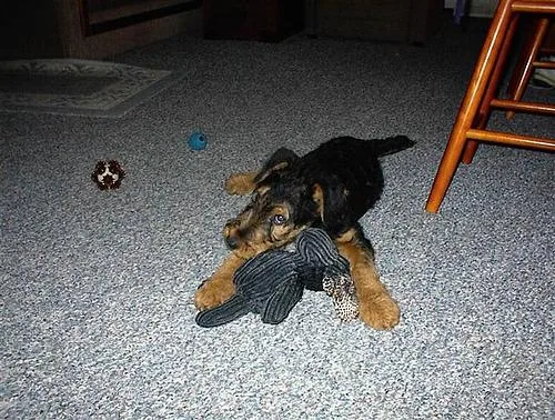 Airedale #11, a Airedale Terrier in the PetMatch pool
