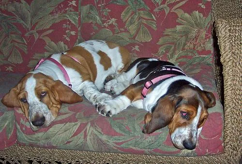 Basset #5, a Basset Hound in the PetMatch pool