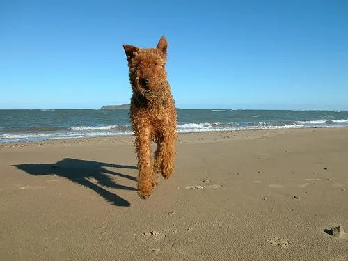 Airedale #37, a Airedale Terrier in the PetMatch pool