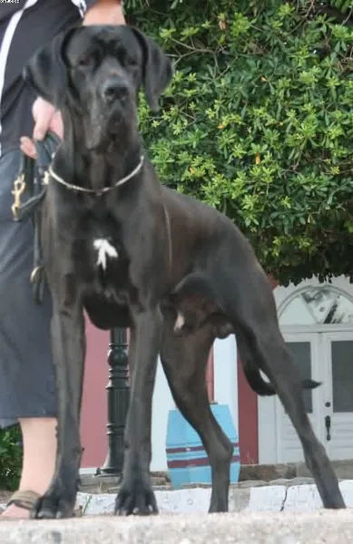 Great Dane #33, a Great Dane in the PetMatch pool