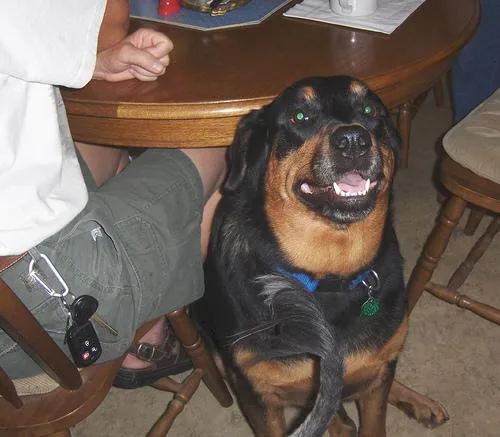 Rottweiler #79, a Rottweiler in the PetMatch pool