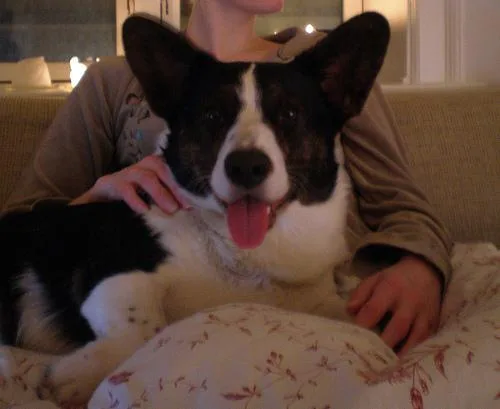 Cardigan #55, a Cardigan Welsh Corgi in the PetMatch pool