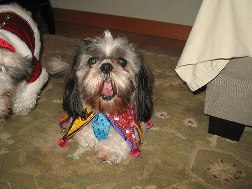 Shih Tzu #14, a Shih Tzu in the PetMatch pool