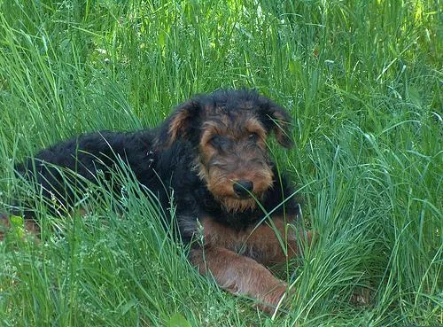 Airedale #102, a Airedale Terrier in the PetMatch pool