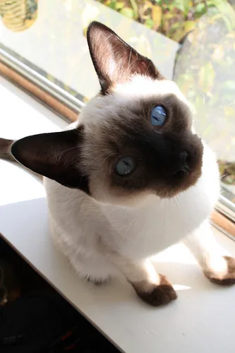 Siamese #20, a Siamese in the PetMatch pool