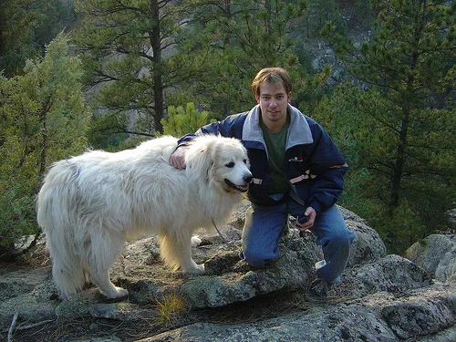 great pyrenees #127, a Great Pyrenees in the PetMatch pool