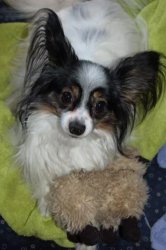 Papillon #32, a Papillon in the PetMatch pool