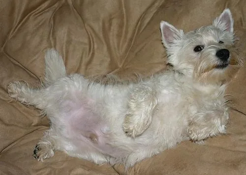 Scotch Terrier #29, a West Highland White Terrier in the PetMatch pool