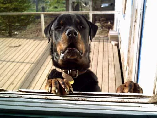 Rottweiler #69, a Rottweiler in the PetMatch pool