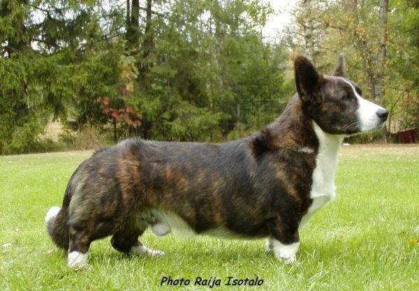 Cardigan #18, a Cardigan Welsh Corgi in the PetMatch pool