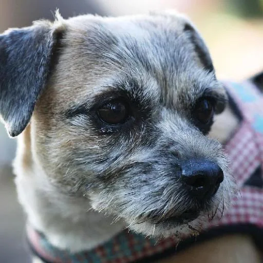 Mixed #403, a Border Terrier in the PetMatch pool