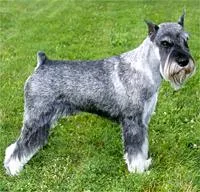 Standard Schnauzer #30, a Standard Schnauzer in the PetMatch pool