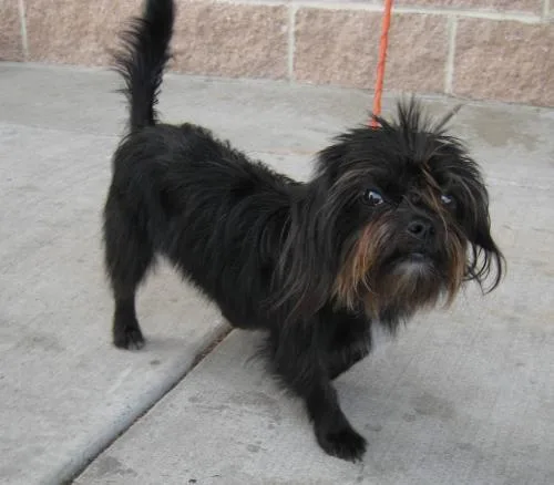 Affenpinscher #48, a Affenpinscher in the PetMatch pool