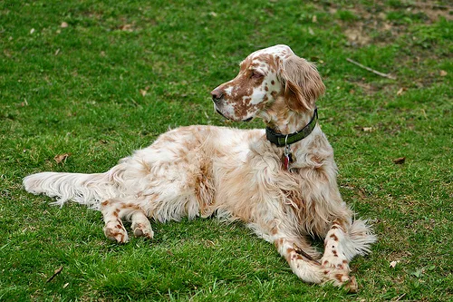 english setter #15, a English Setter in the PetMatch pool