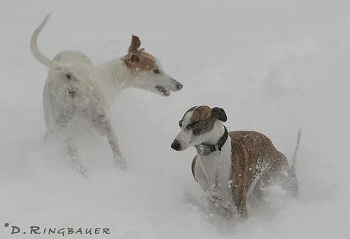 Whippet #41, a Whippet in the PetMatch pool