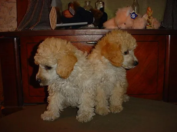 Miniature Poodle #115, a Poodle in the PetMatch pool