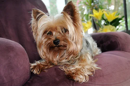 yorkshire terrier #57, a Yorkshire Terrier in the PetMatch pool