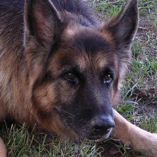 Mixed #3776, a German Shepherd in the PetMatch pool