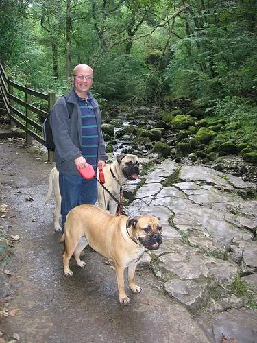 Bull Mastiff #30, a Mastiff in the PetMatch pool