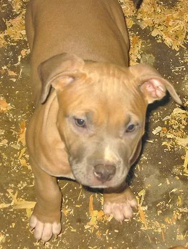 American Staffordshire Terrier #87, a American Staffordshire Terrier in the PetMatch pool