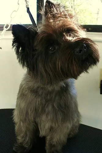 Cairn #110, a Cairn Terrier in the PetMatch pool