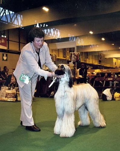 Afghan Hound #39, a Afghan Hound in the PetMatch pool