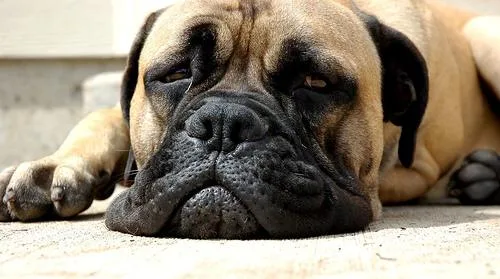 Bull Mastiff #3, a Mastiff in the PetMatch pool