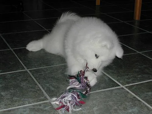 Samoyed #93, a Samoyed in the PetMatch pool